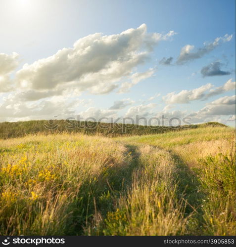 Field of gold wheat under blue sky and clouds