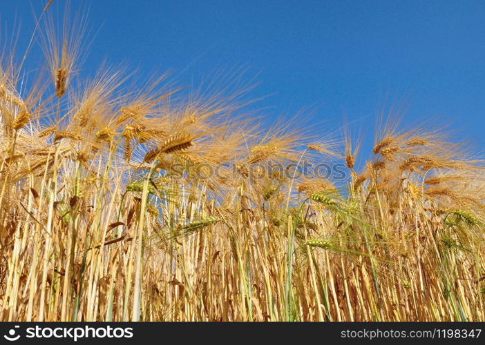 field of golden barley strand under blue sky