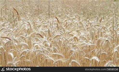 Field of golden rye ready for harvest