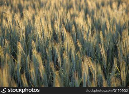 Field of Grain in Raked Light