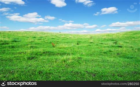 field of grass and blue sky