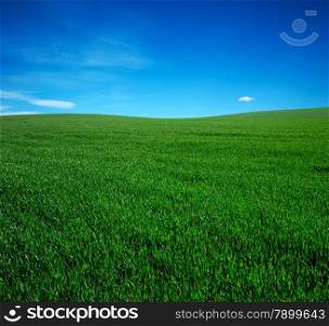 field of grass and perfect blue sky
