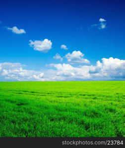 field of grass and perfect sky