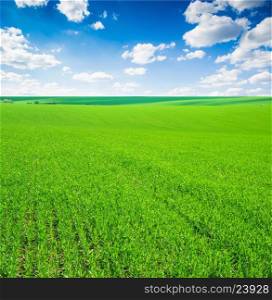 field of grass and perfect sky