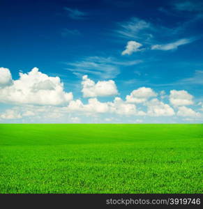 field of grass and perfect sky