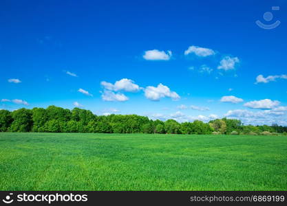 field of grass and perfect sky