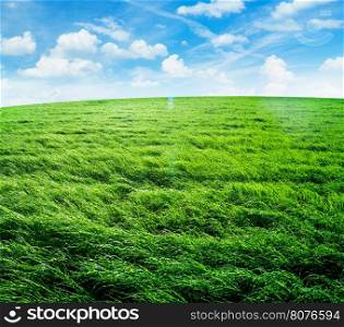 field of grass and perfect sky