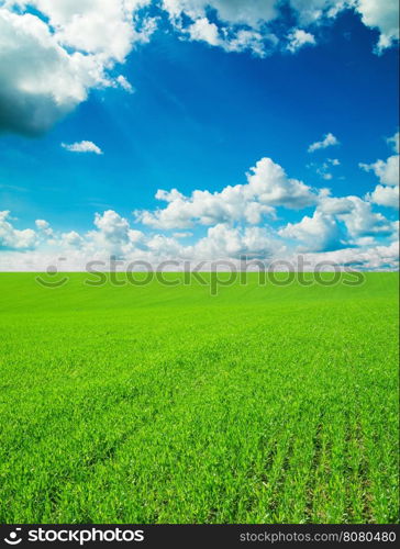 field of grass and perfect sky