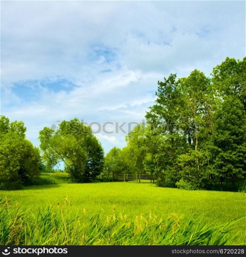 field of grass and perfect sky, Belarus