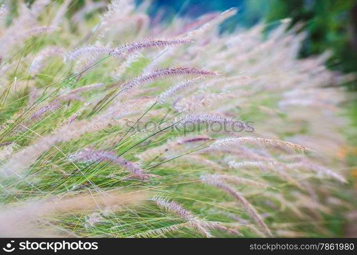 Field of grass during sunset