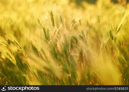 Field of grass on sunset. Nature background