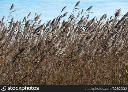 Field of grass, the Hamptons, New York