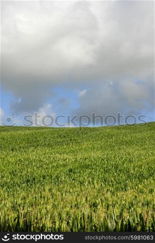 Field of green corn in azores island