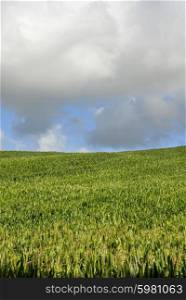 Field of green corn in azores island