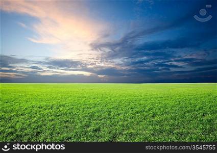 Field of green fresh grass under blue sky