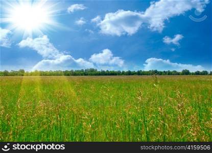 Field of green grass and perfect blue sky