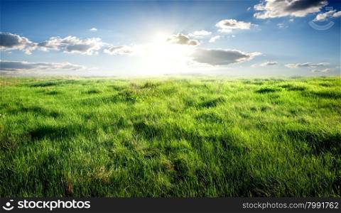 Field of green grass and sunny sky