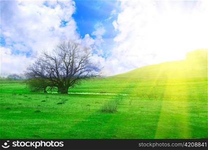 field of green grass and tree on sunrise background