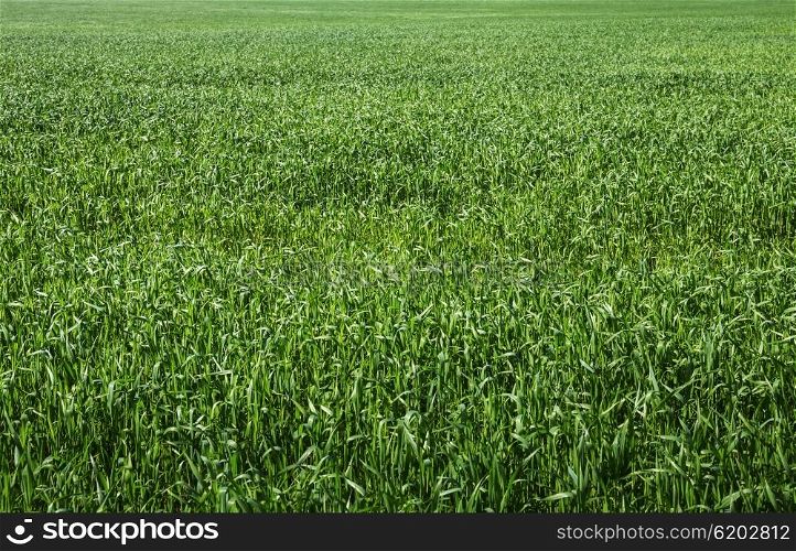 field of green grass close up