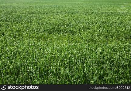 field of green grass close up