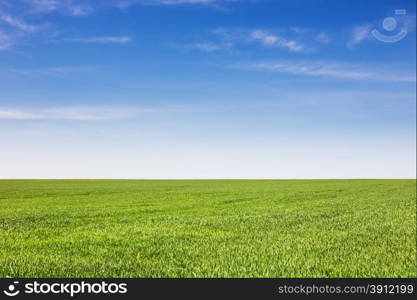 Field of green grass, natural color