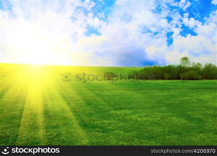 field of green grass on a background a sunrise