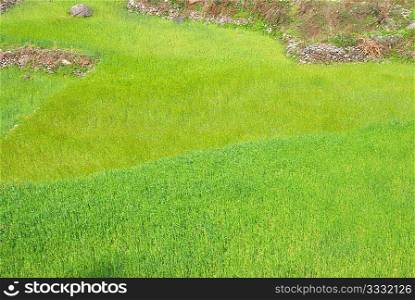 Field of green grass on the hills