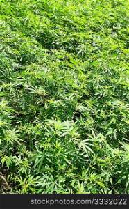 Field of green marijuana (hemp) can be used for background.