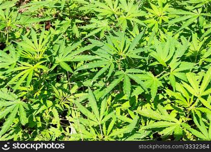 Field of green marijuana (hemp) can be used for background.