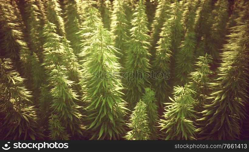 Field of green medial cannabis
