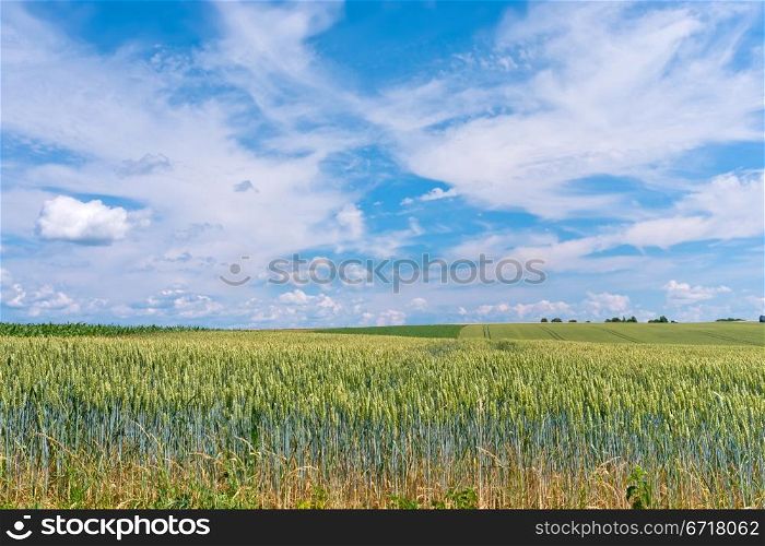 field of green rye with blue sky and white clouds
