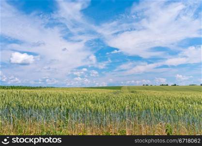 field of green rye with blue sky and white clouds
