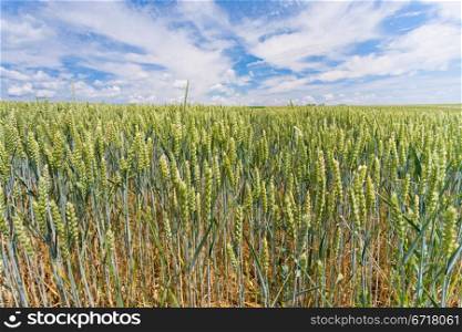 field of green rye with blue sky and white clouds in background