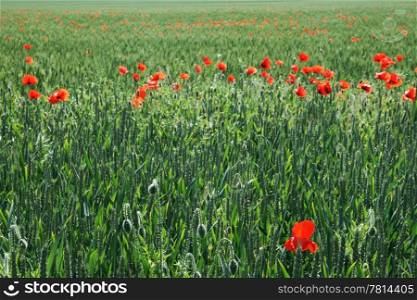 field of green wheat and red poppies