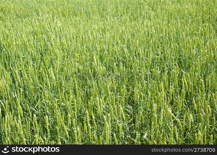 field of green wheat on summer day