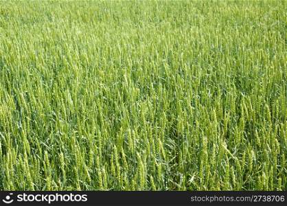 field of green wheat on summer day