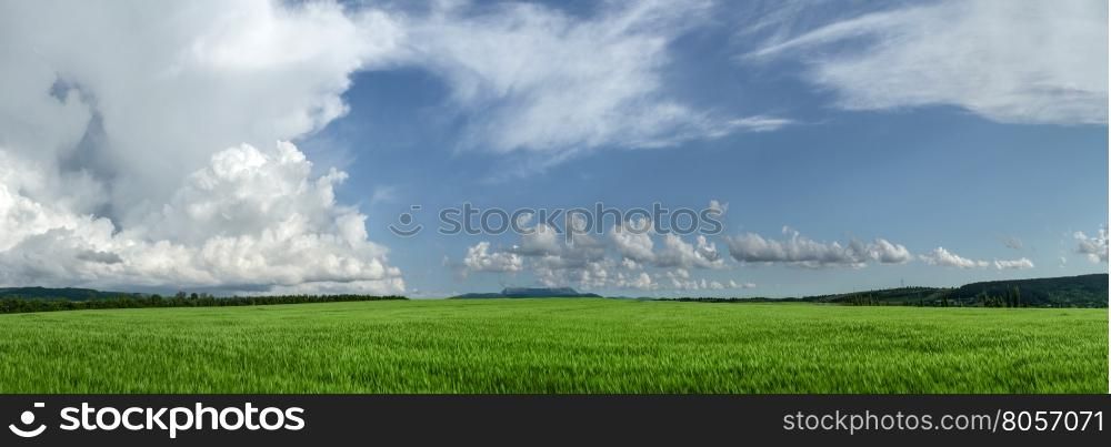 field of green wheat. Panorama field of wheat against the blue sky with clouds