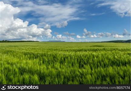 field of green wheat. Panorama field of wheat against the blue sky with clouds