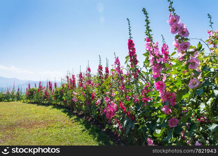 field of hollyhock (Althaea rosea) blossoms