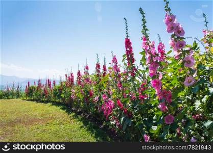 field of hollyhock (Althaea rosea) blossoms