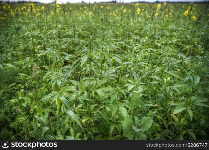 Field of industrial hemp in Estonia. Northern Europe. Field of industrial hemp in Estonia