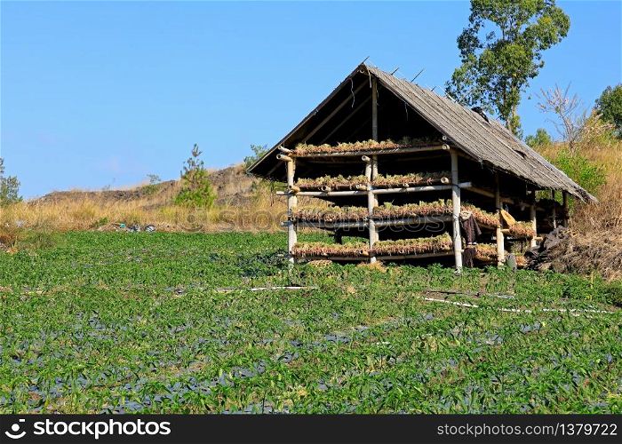 Field of irrigated aubergines and wooden structure with drying onions, Bali, Indonesia