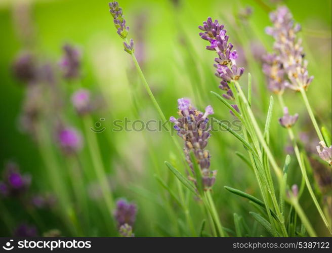 Field of lavender flower closeup on blurred background