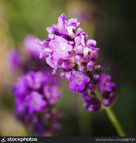 Field of lavender flower closeup on blurred background