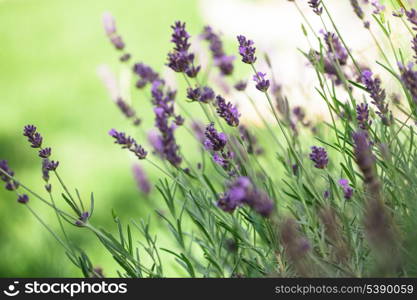 Field of lavender flower closeup on blurred background