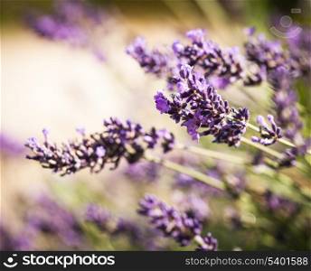 Field of lavender flower closeup on blurred background