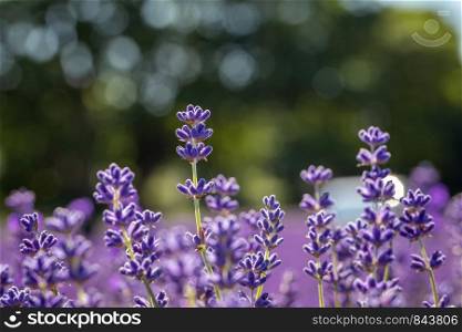 Field of lavender flowers (lavandula angustifolia)