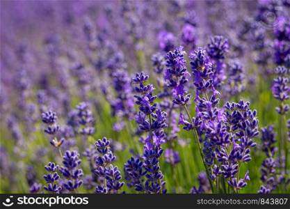Field of lavender flowers (lavandula angustifolia)
