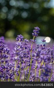Field of lavender flowers (lavandula angustifolia) in the summer sunshine