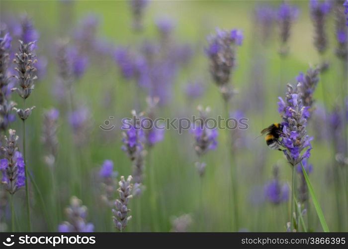 field of lavender with shallow focus